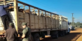 En ruta de Corrientes, interceptan un camión con caballos trasladados para faena